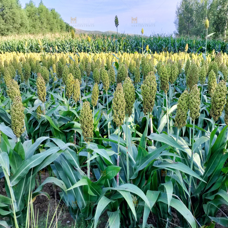 田里大片的高粱米