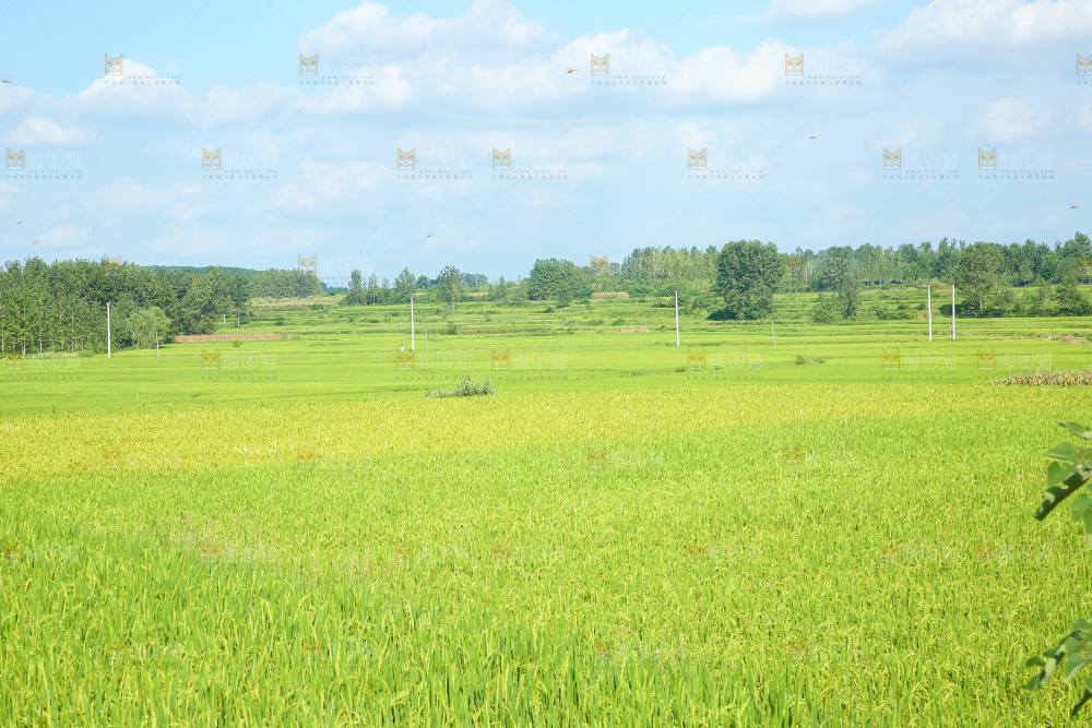 大片稻田稻穗
