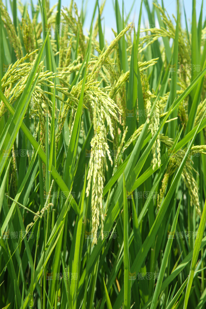 大片稻田稻穗