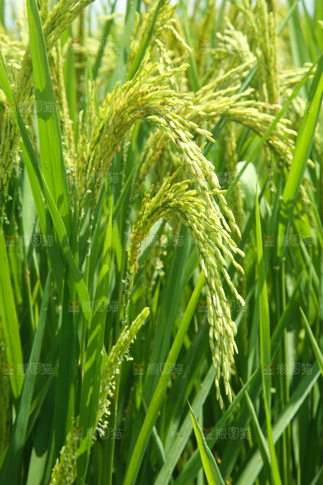 大片稻田稻穗