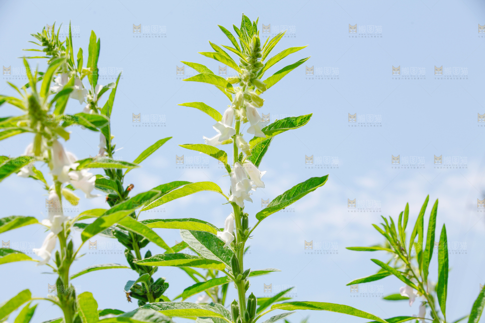 大片芝麻产地