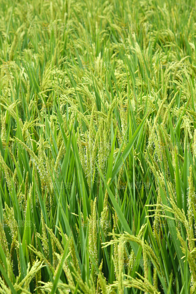 大片稻田稻穗