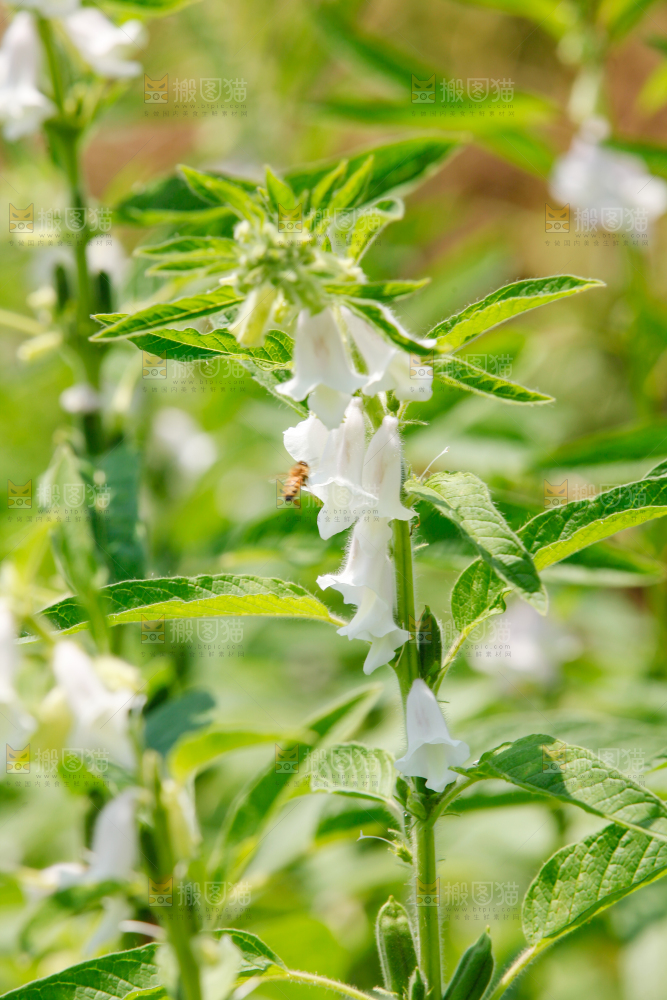 大片芝麻产地