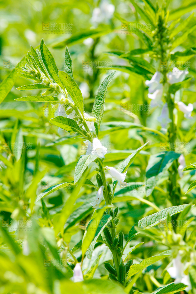 大片芝麻产地