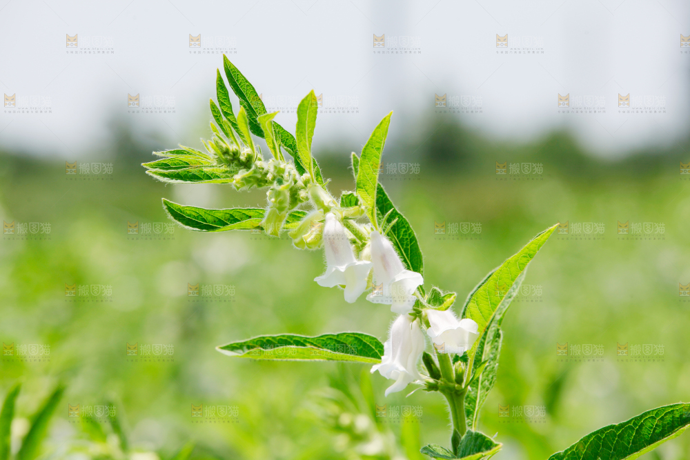 大片芝麻产地