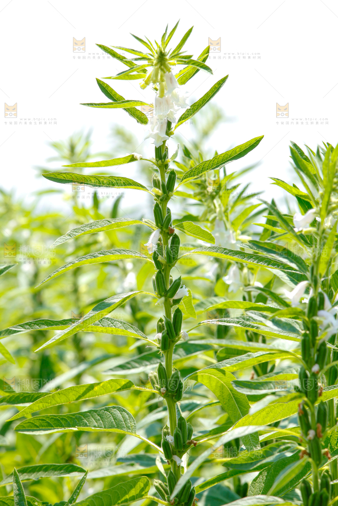 大片芝麻产地