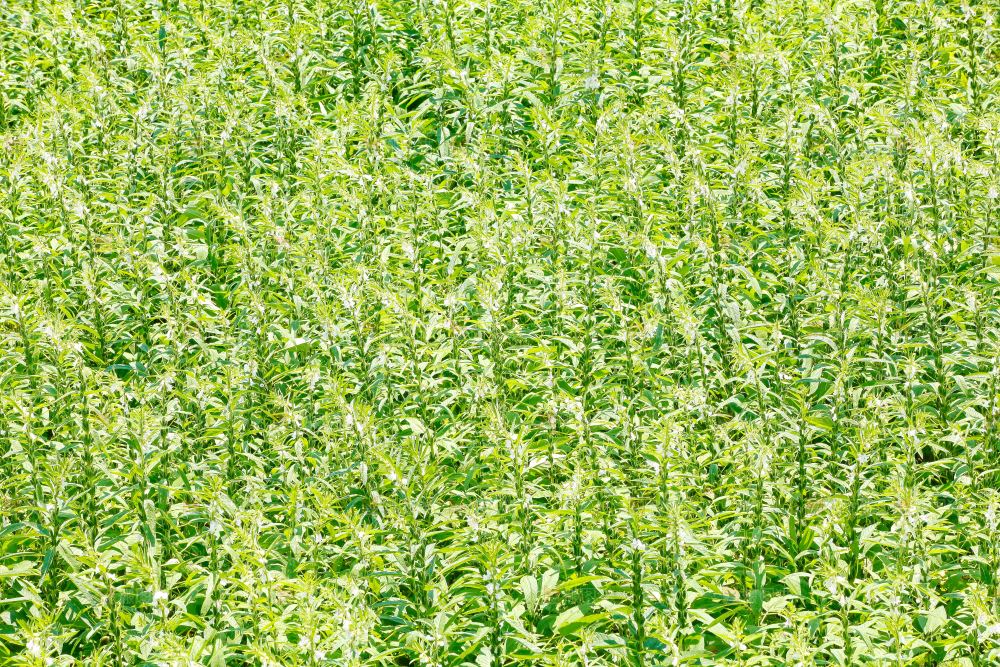 大片芝麻产地