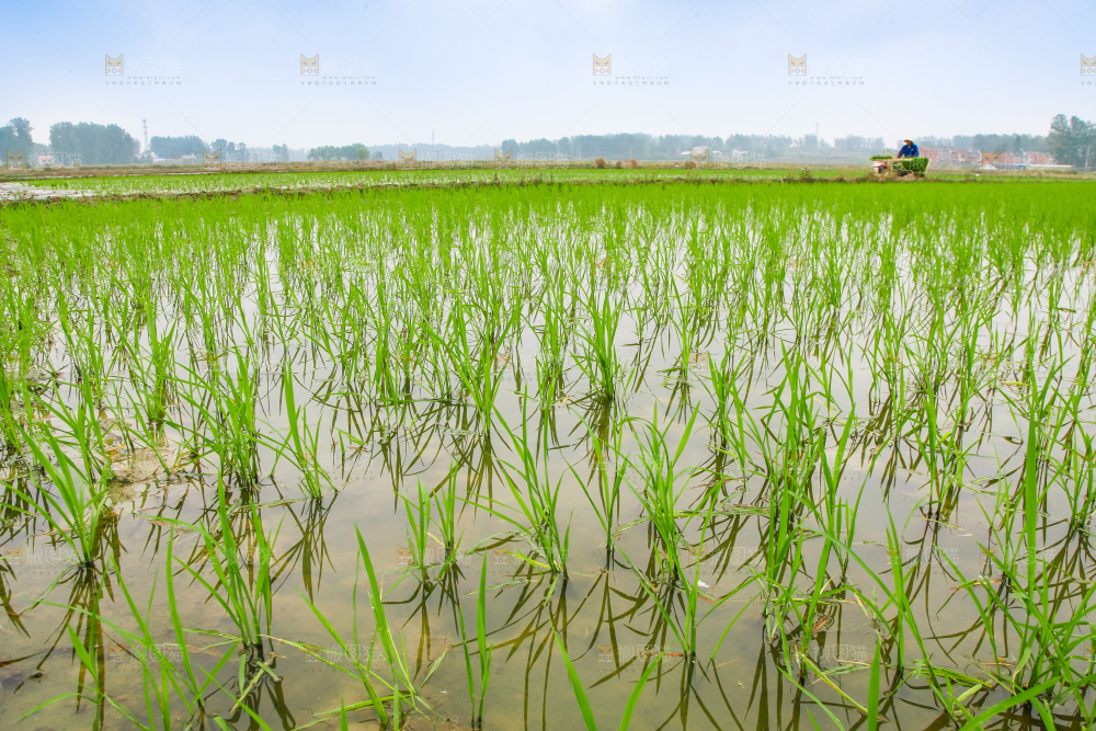 农民在田里插秧