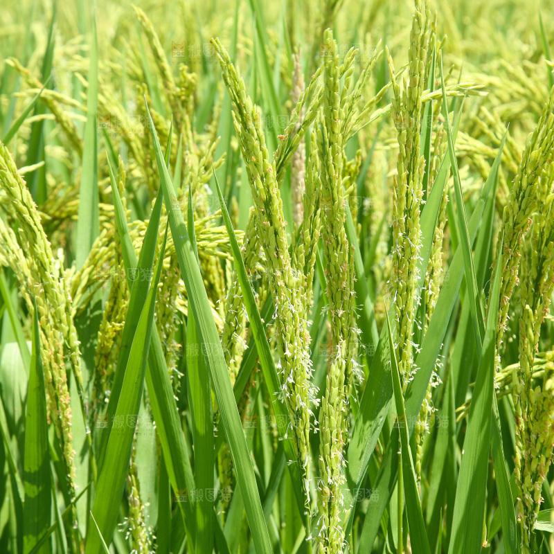 大片稻田稻穗