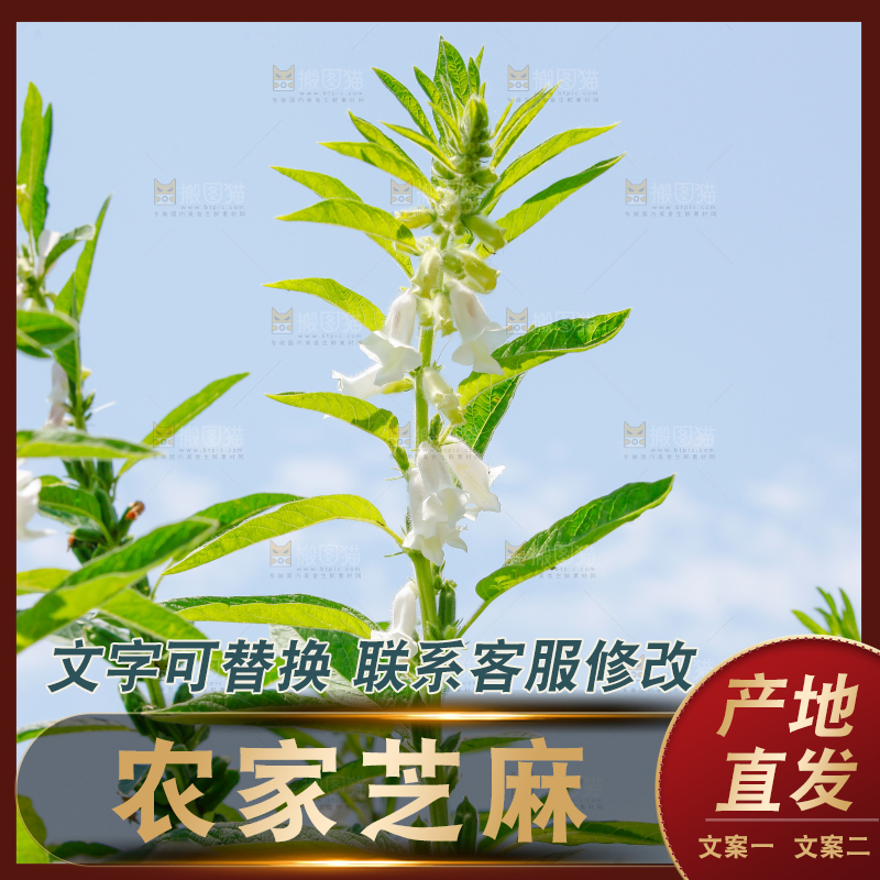 大片芝麻产地