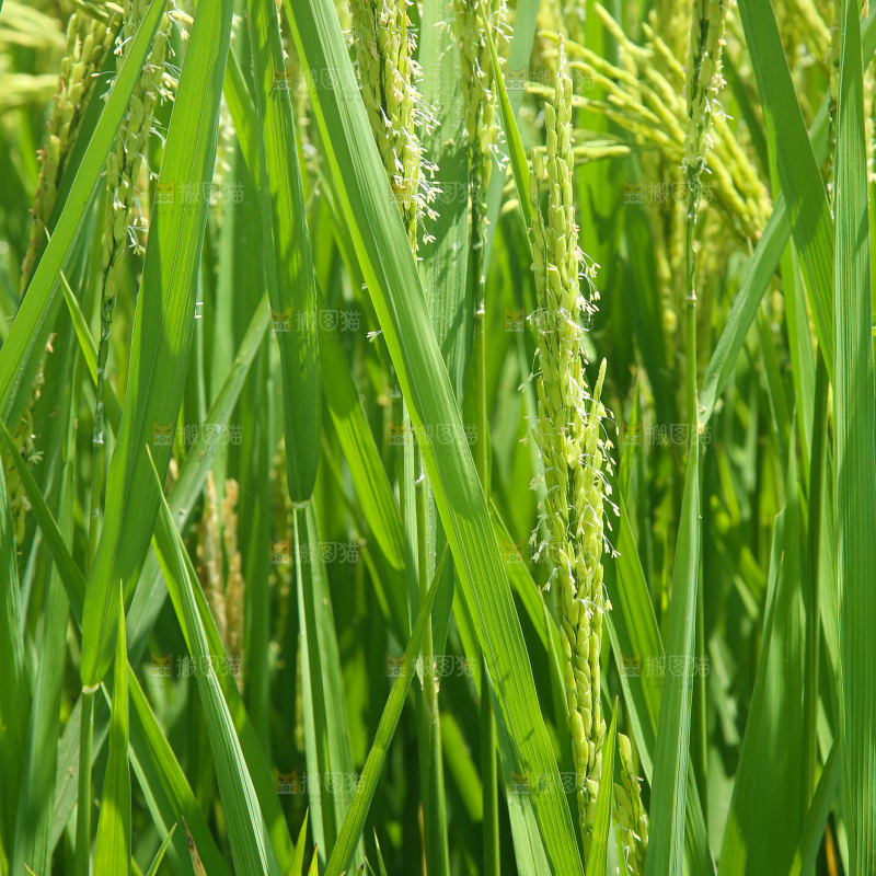大片稻田稻穗