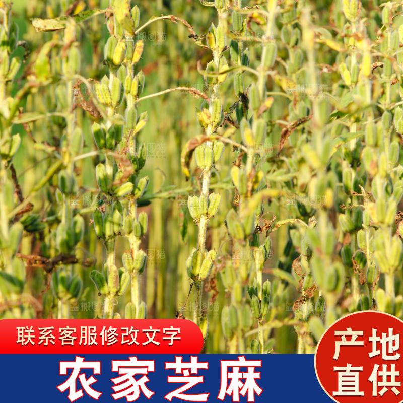 大片芝麻产地