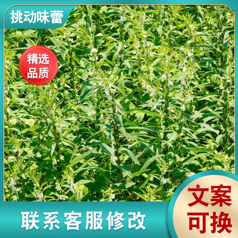 大片芝麻产地