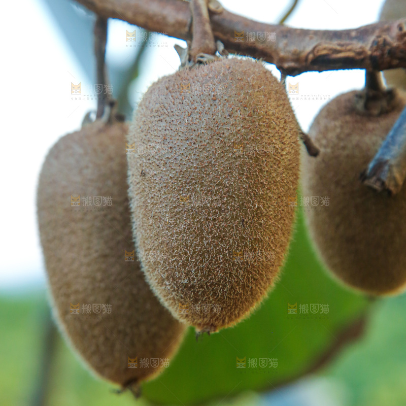 树上的新鲜猕猴桃