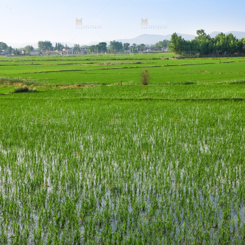 农民在田里插秧