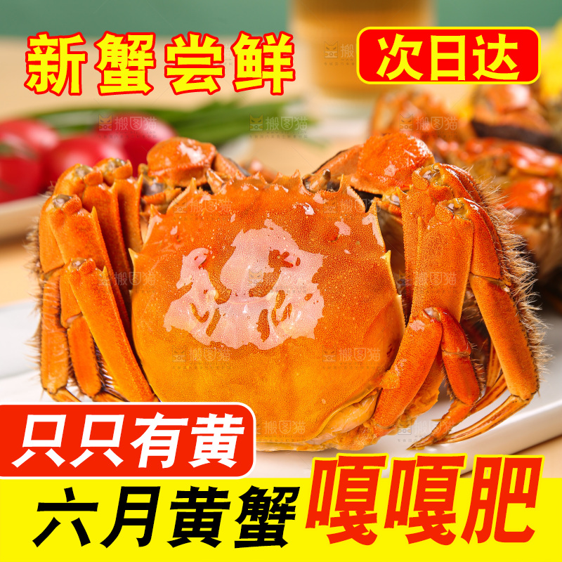 浅底上的大闸蟹