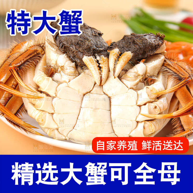 浅底上的大闸蟹