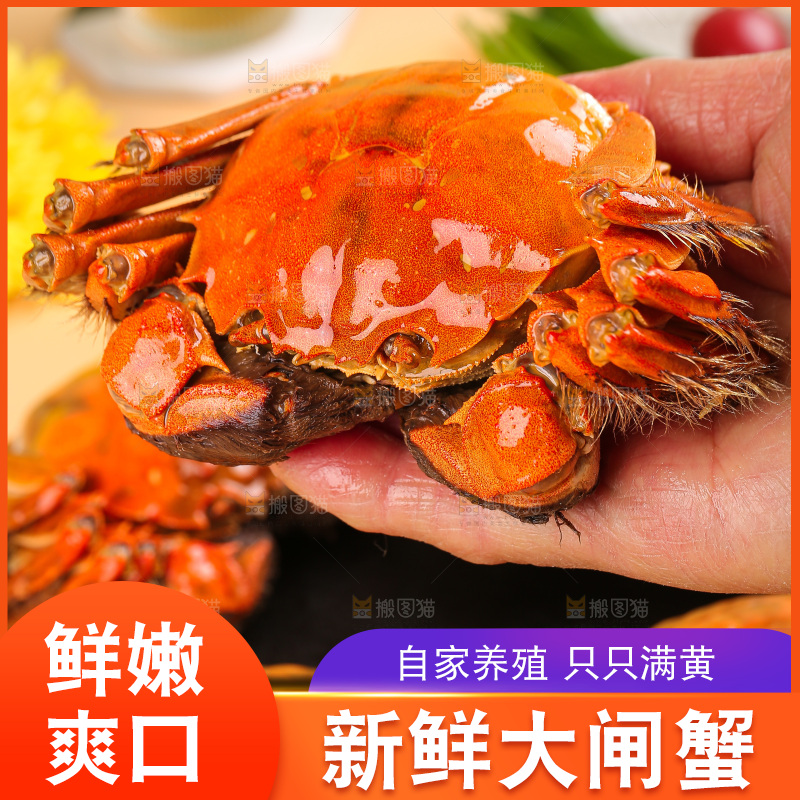 浅底上的大闸蟹