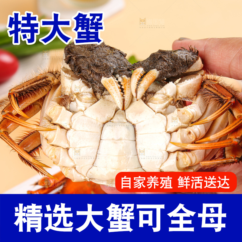 浅底上的大闸蟹