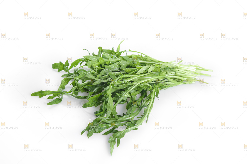 白底上的苦菊