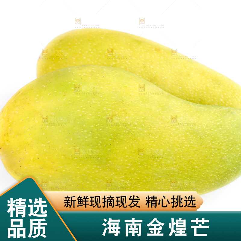 白底上的金煌芒