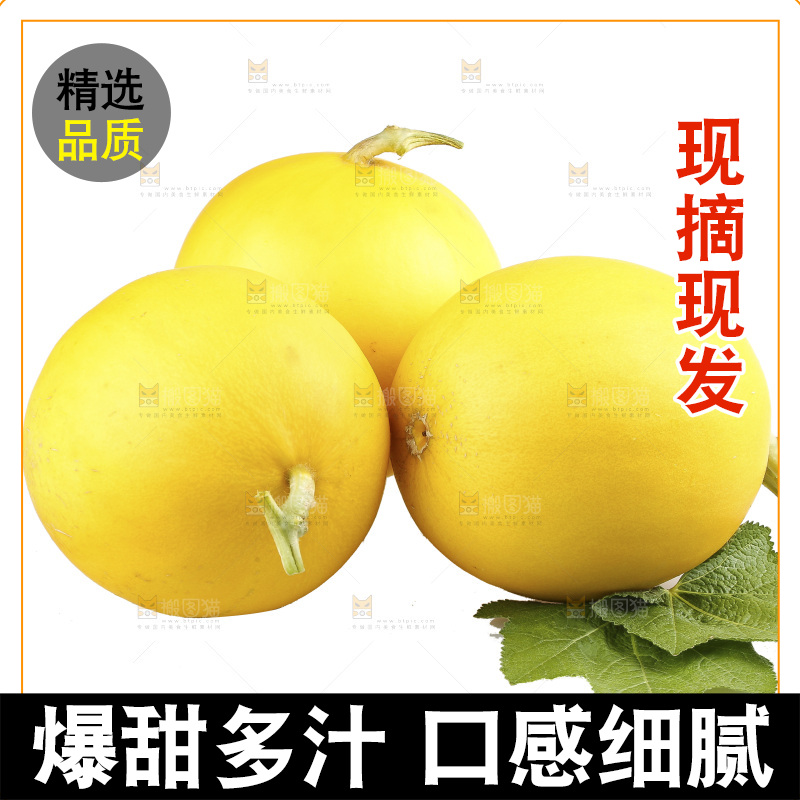 白底上的民勤蜜瓜