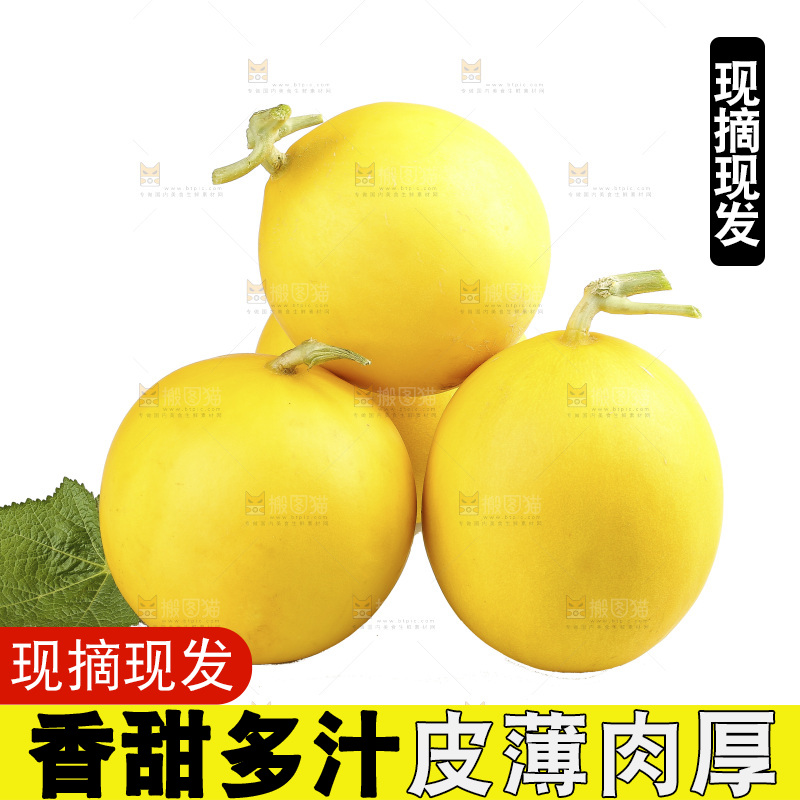 白底上的民勤蜜瓜