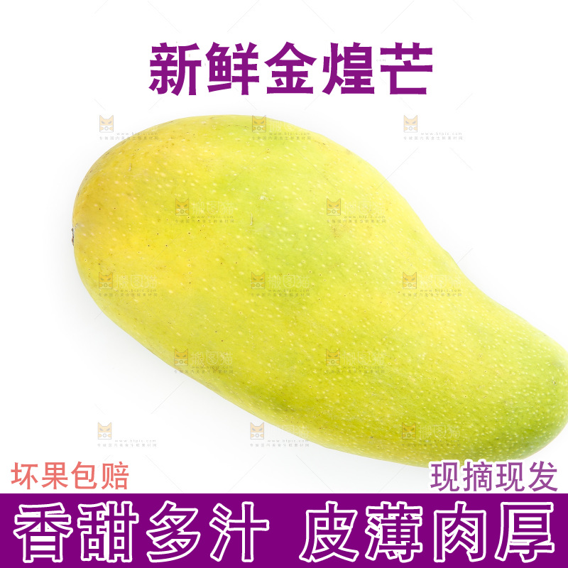 白底上的金煌芒