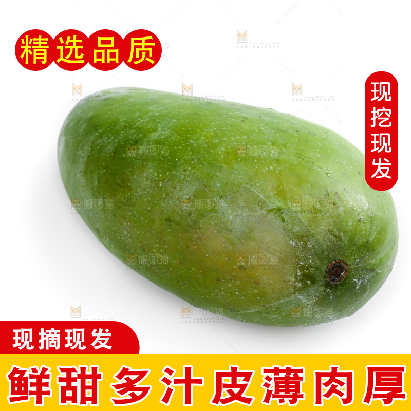 白底上的桂七芒