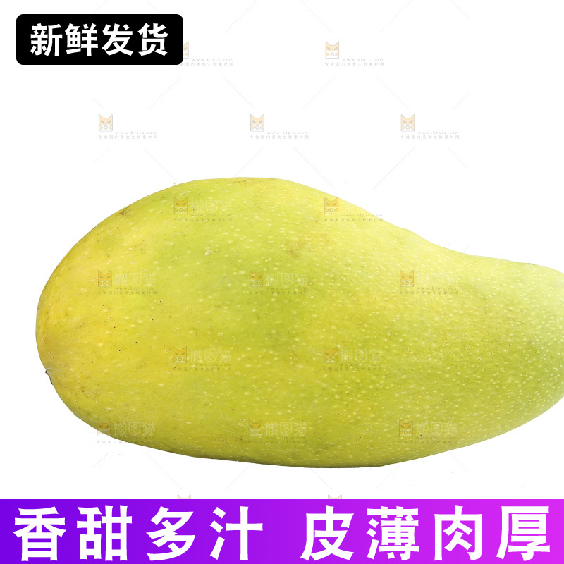 白底上的金煌芒