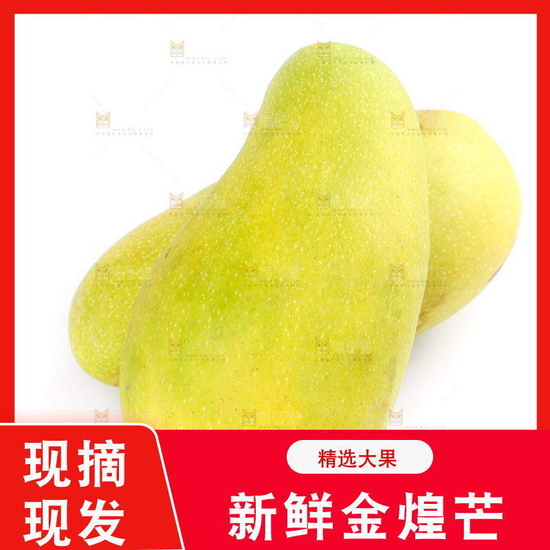 白底上的金煌芒