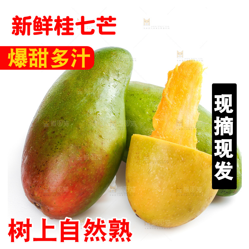 白底上的桂七芒