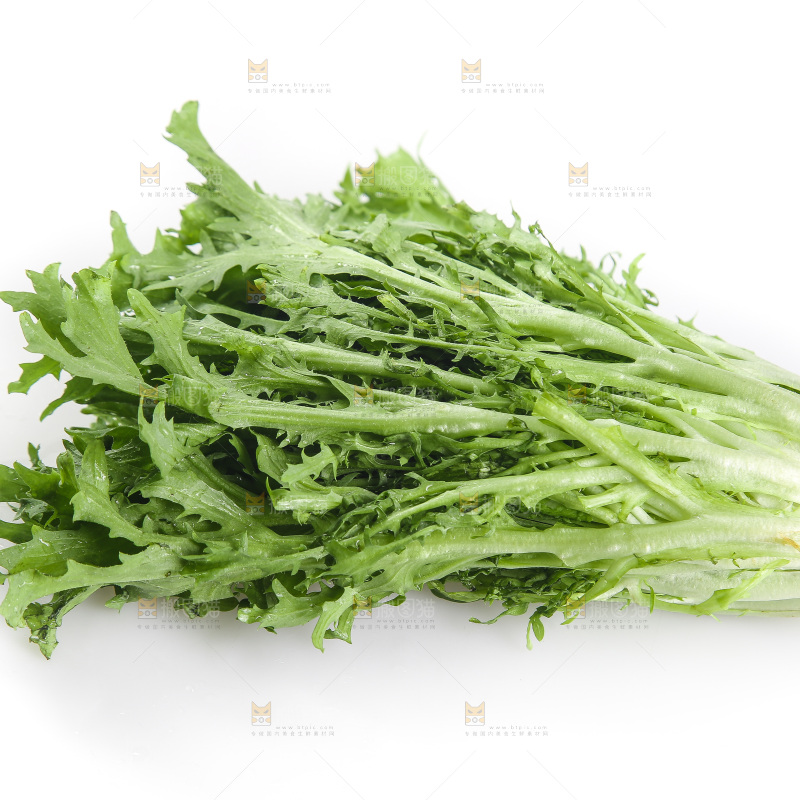 白底上的苦菊