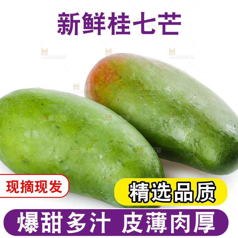 白底上的桂七芒