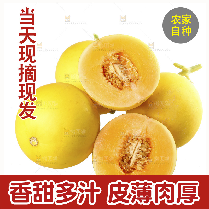 白底上的民勤蜜瓜