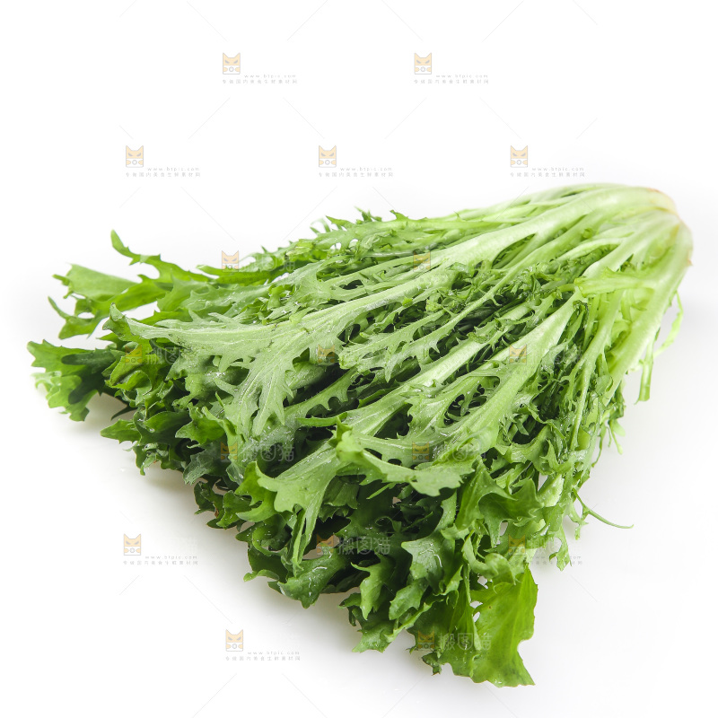白底上的苦菊