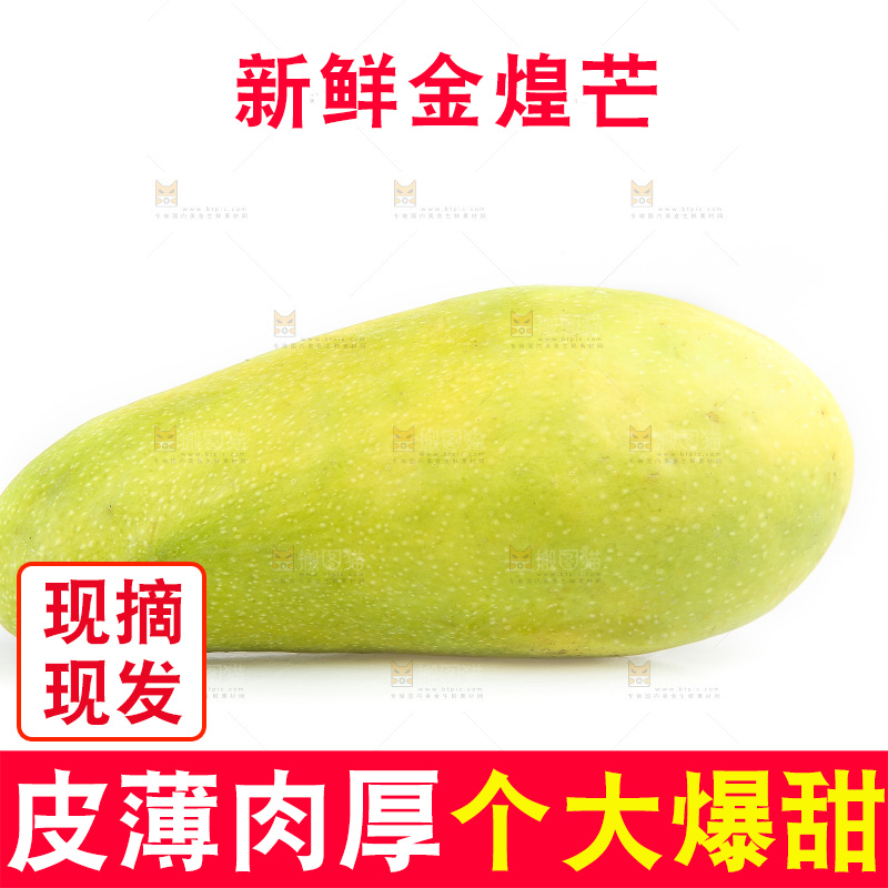 白底上的金煌芒