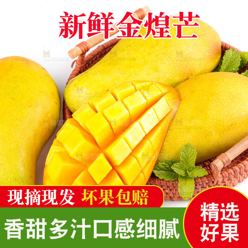 白底上的金煌芒