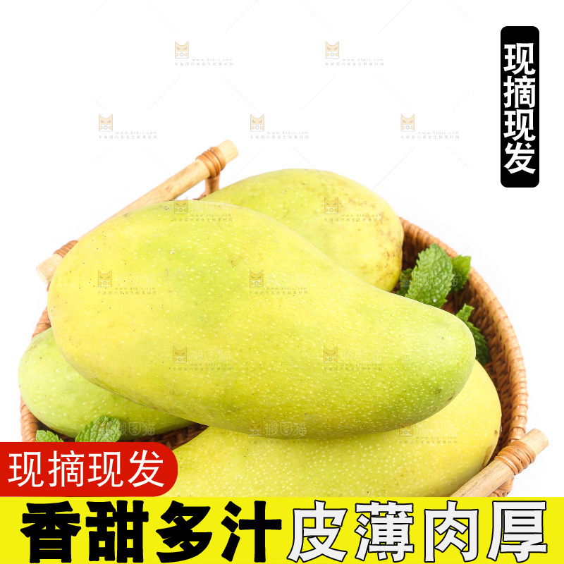 白底上的金煌芒