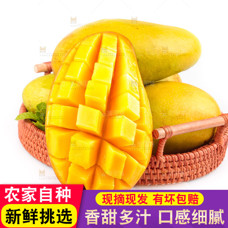 白底上的金煌芒