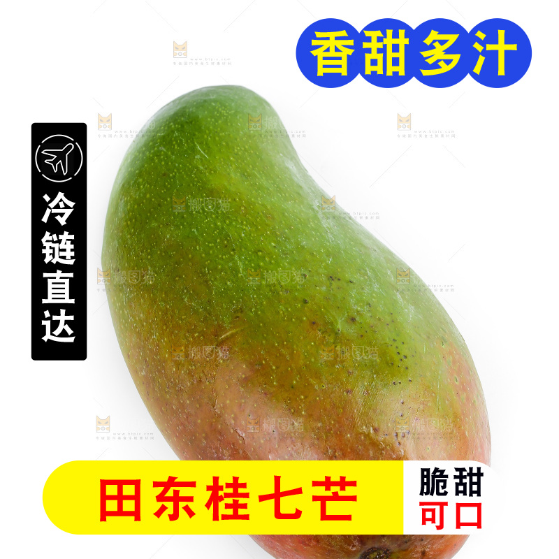 白底上的桂七芒