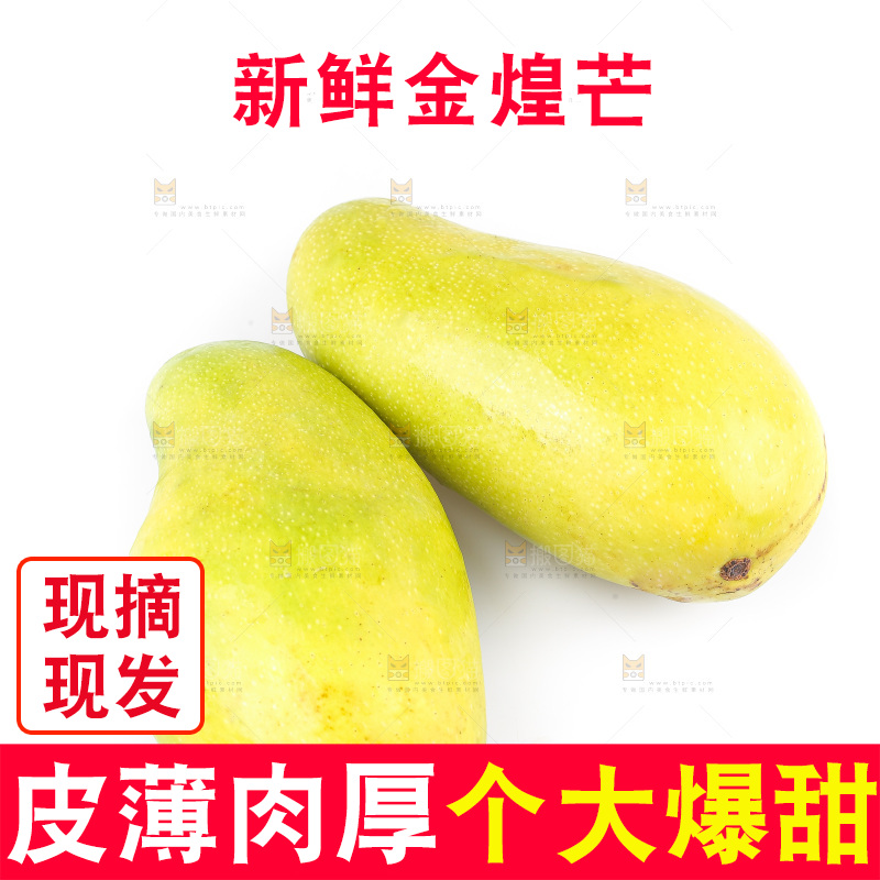 白底上的金煌芒