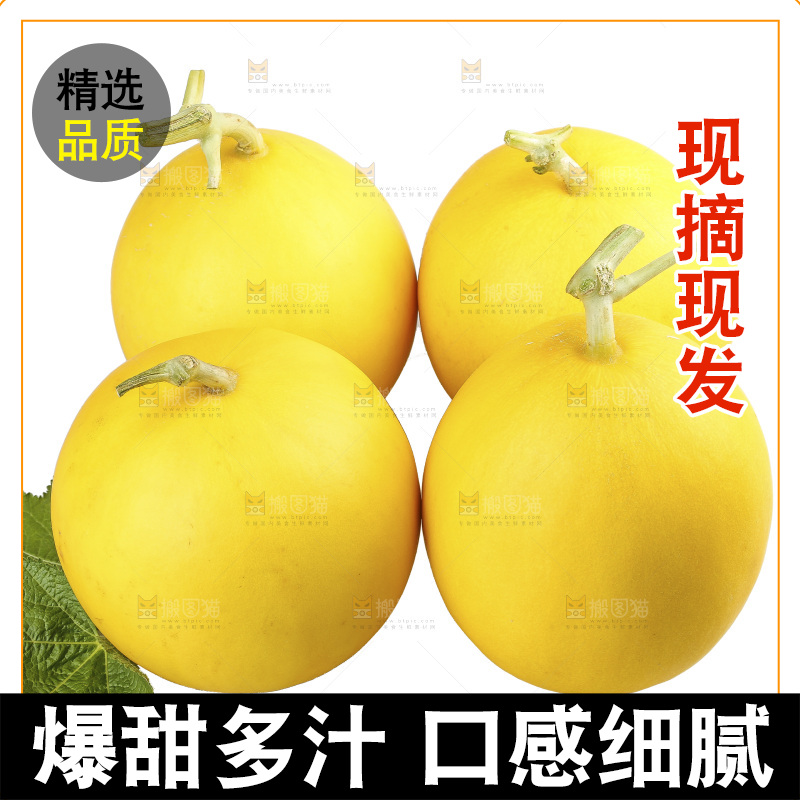 白底上的民勤蜜瓜