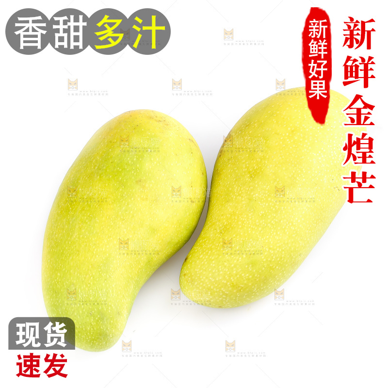 白底上的金煌芒