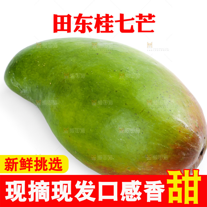 白底上的桂七芒