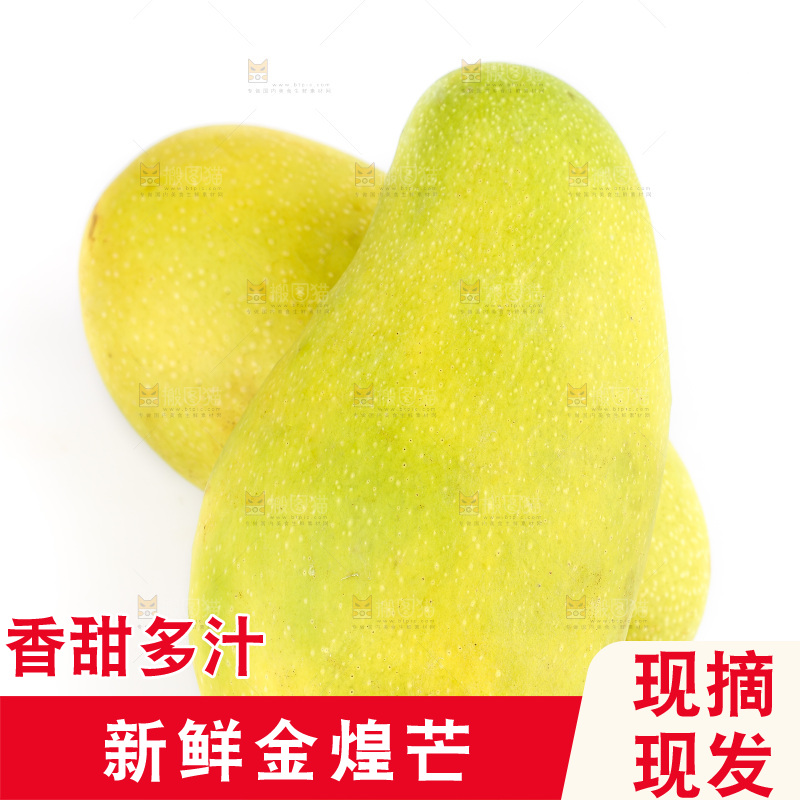 白底上的金煌芒