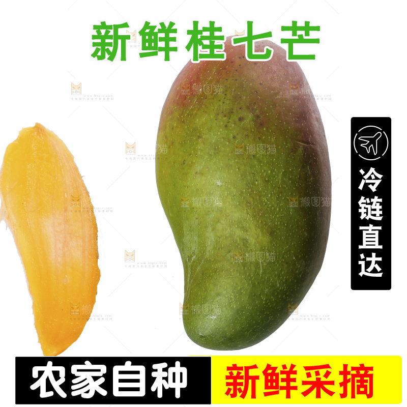 白底上的桂七芒
