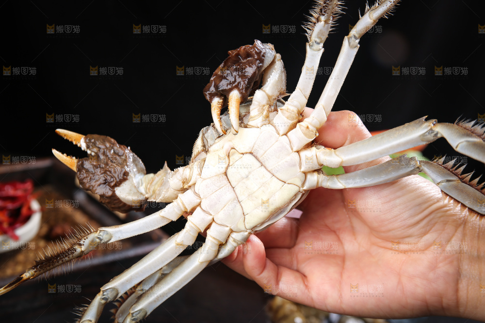 深底上的阳澄湖大闸蟹