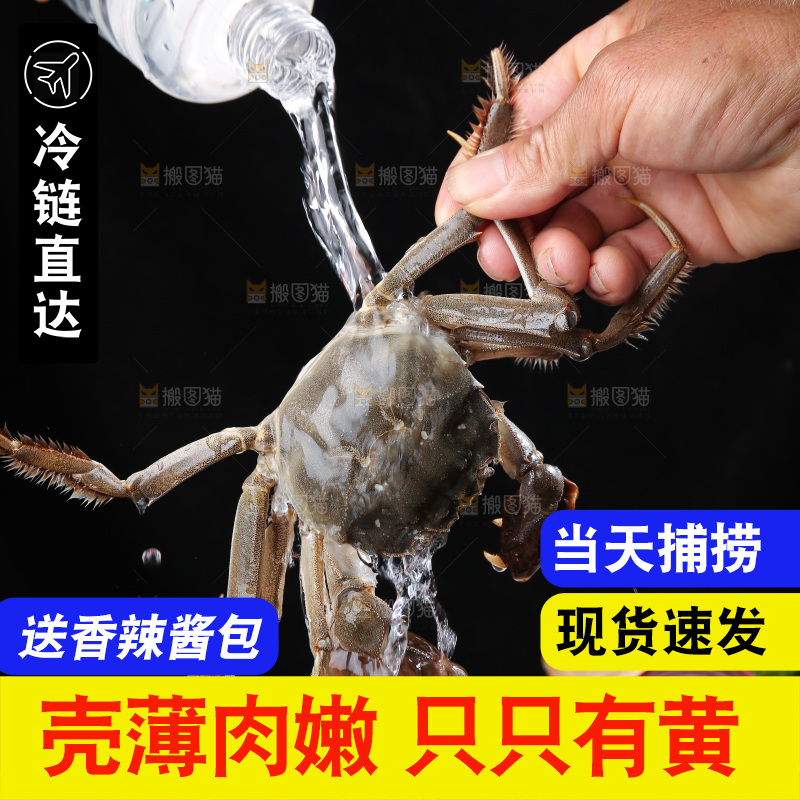 深底上的阳澄湖大闸蟹