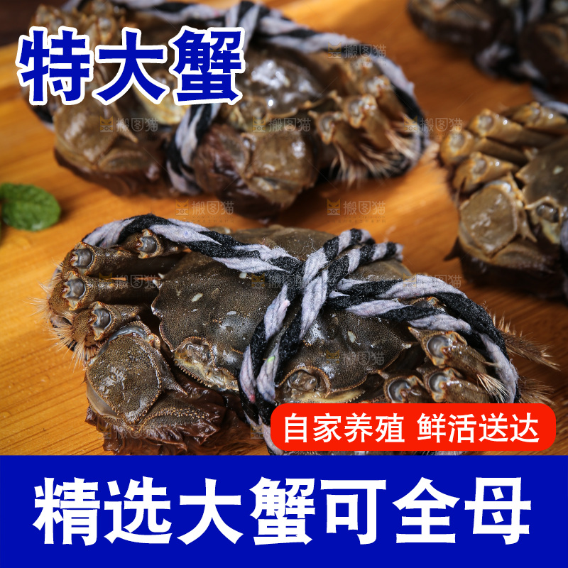 深底上的新鲜大闸蟹